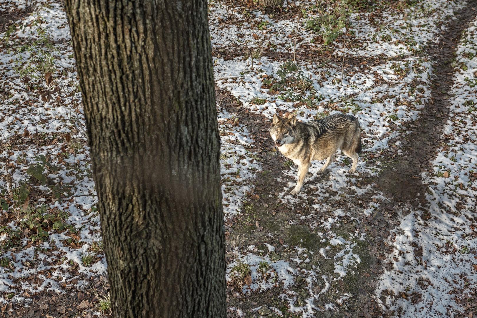 Vlky v bratislavskej zoologickej záhrade majú nový výbeh, ktorý sa veľmi podobá ich prirodzeného prostrediu výskytu. O päticu vlkov eurázijských sa v Mlynskej doline stará aj 37-ročný chovateľ Peter.