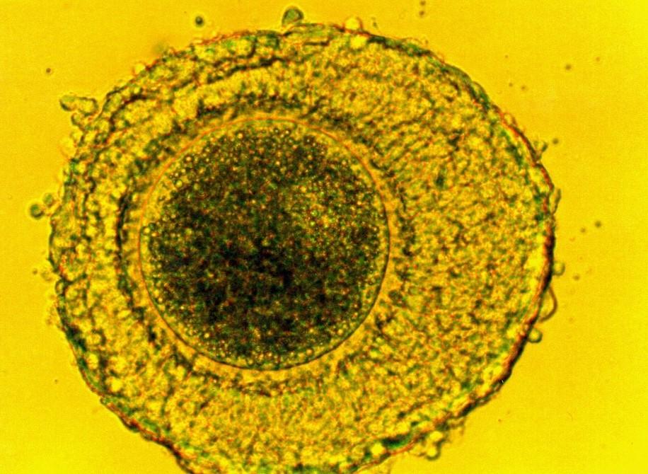 Prasačie vajíčko, používané pri laboratórnych testoch
