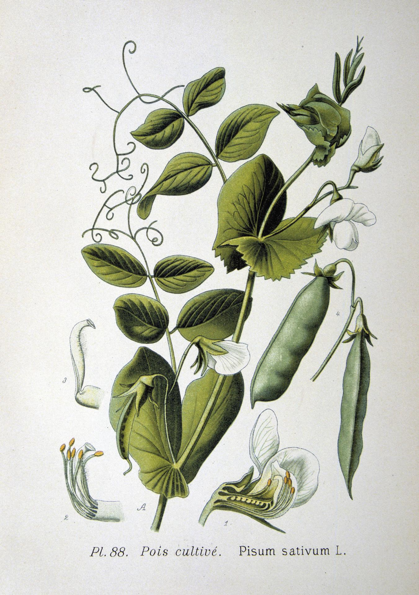 Hrach siaty z atlasu rastlín z 19. storočia. Mendel sa v rokoch 1856 – 1863 venoval kríženiu hrachu a sledovaniu potomstva. Na základe svojich pokusov formuloval pravidlá, ktoré poznáme ako Mendelove zákony dedičnosti.