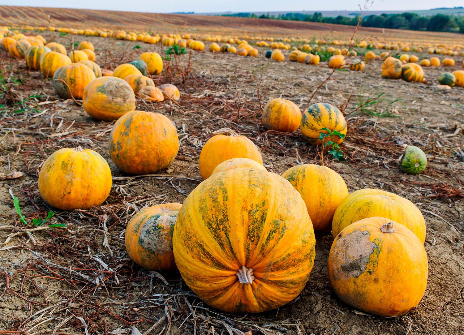 26. september 2016 Nitra: Tekvicové pole. Tekvica je jesenná zelenina, existuje viac ako dvadsať druhov tejto nenáročnej plodiny.