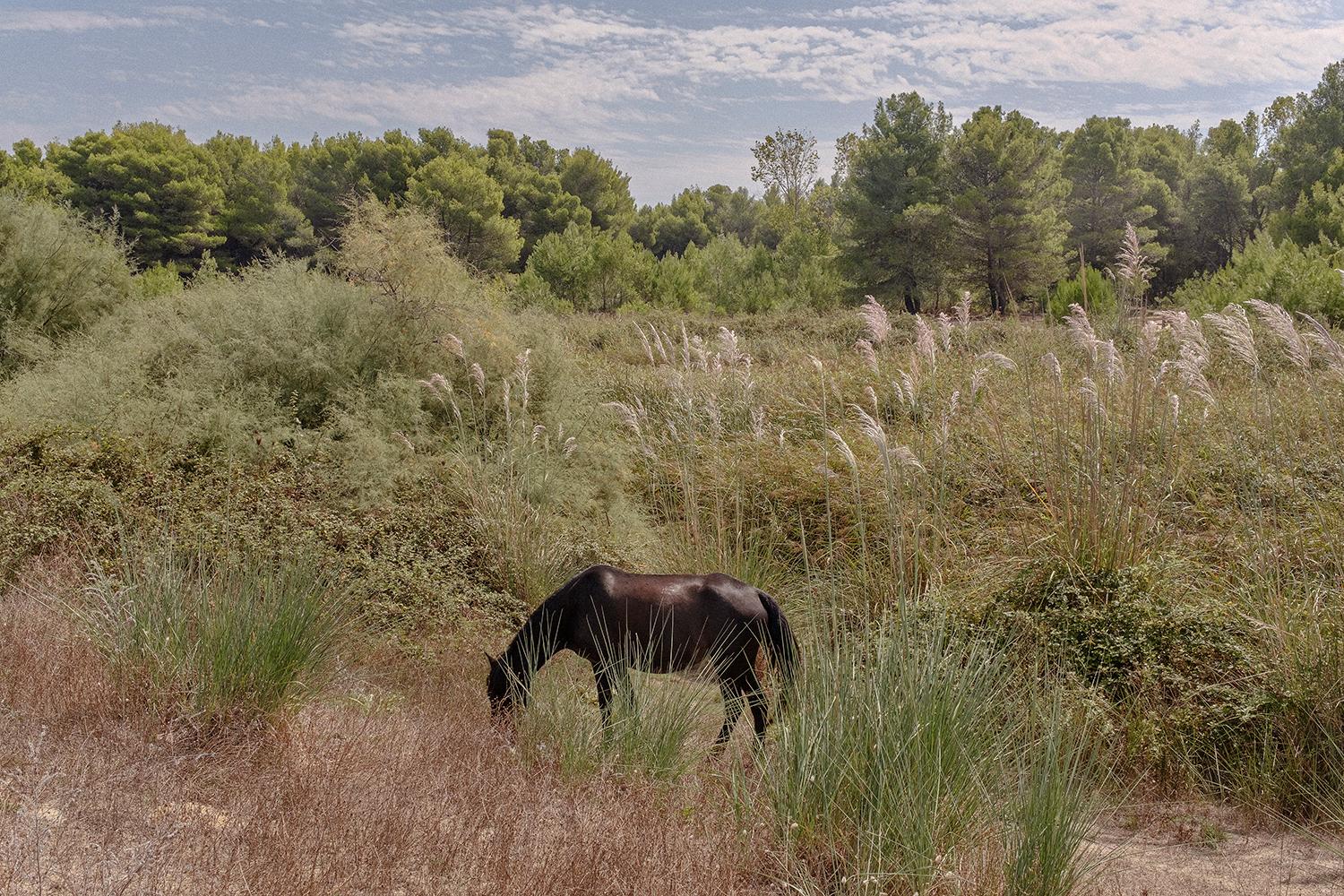 Eco Camping Valona pri lagúne Narte. Bes tu chová kone, aby na nich turisti mohli jazdiť po okolí.