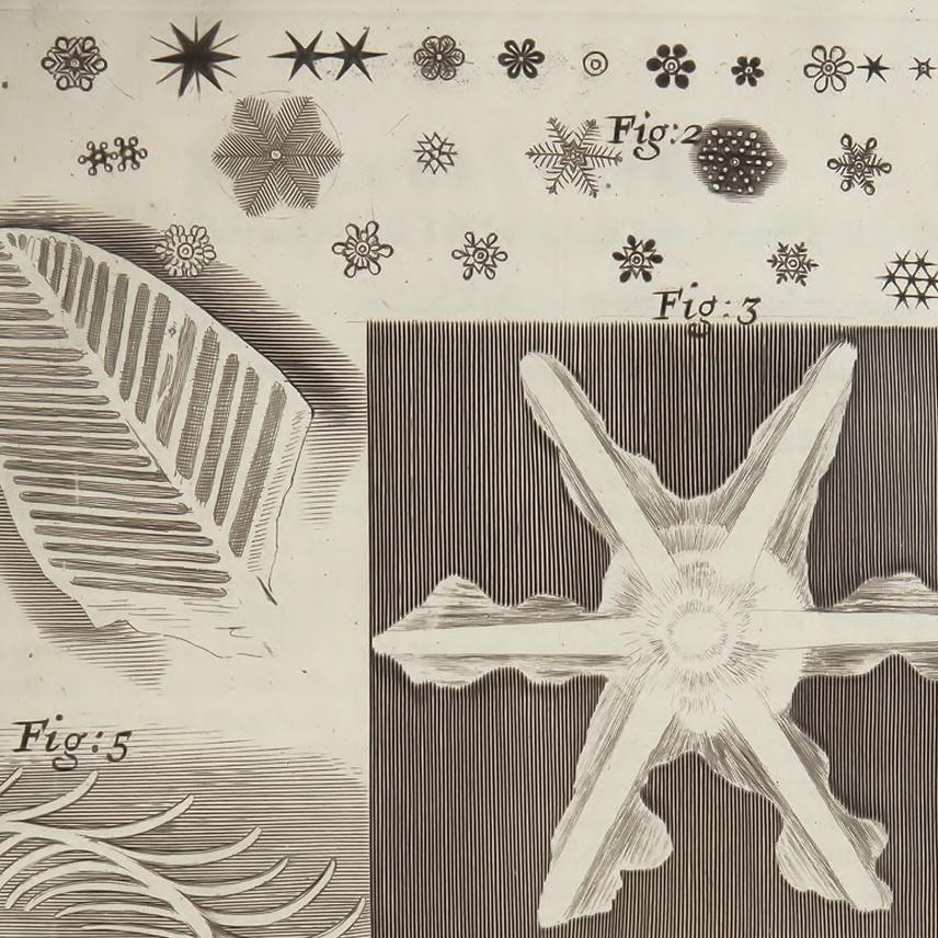 Robert Hooke (1635 – 1703) – v knihe Micrographia