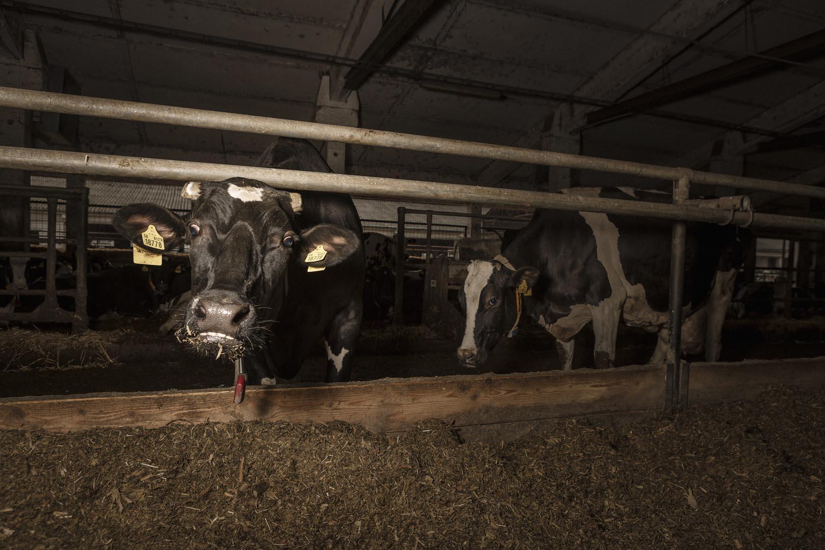 Bánovská farma je jedno z dvoch stredísk živočíšnej výroby spoločnosti Poľnohospodár Nové Zámky, ktorá hospodári na Podunajskej nížine.