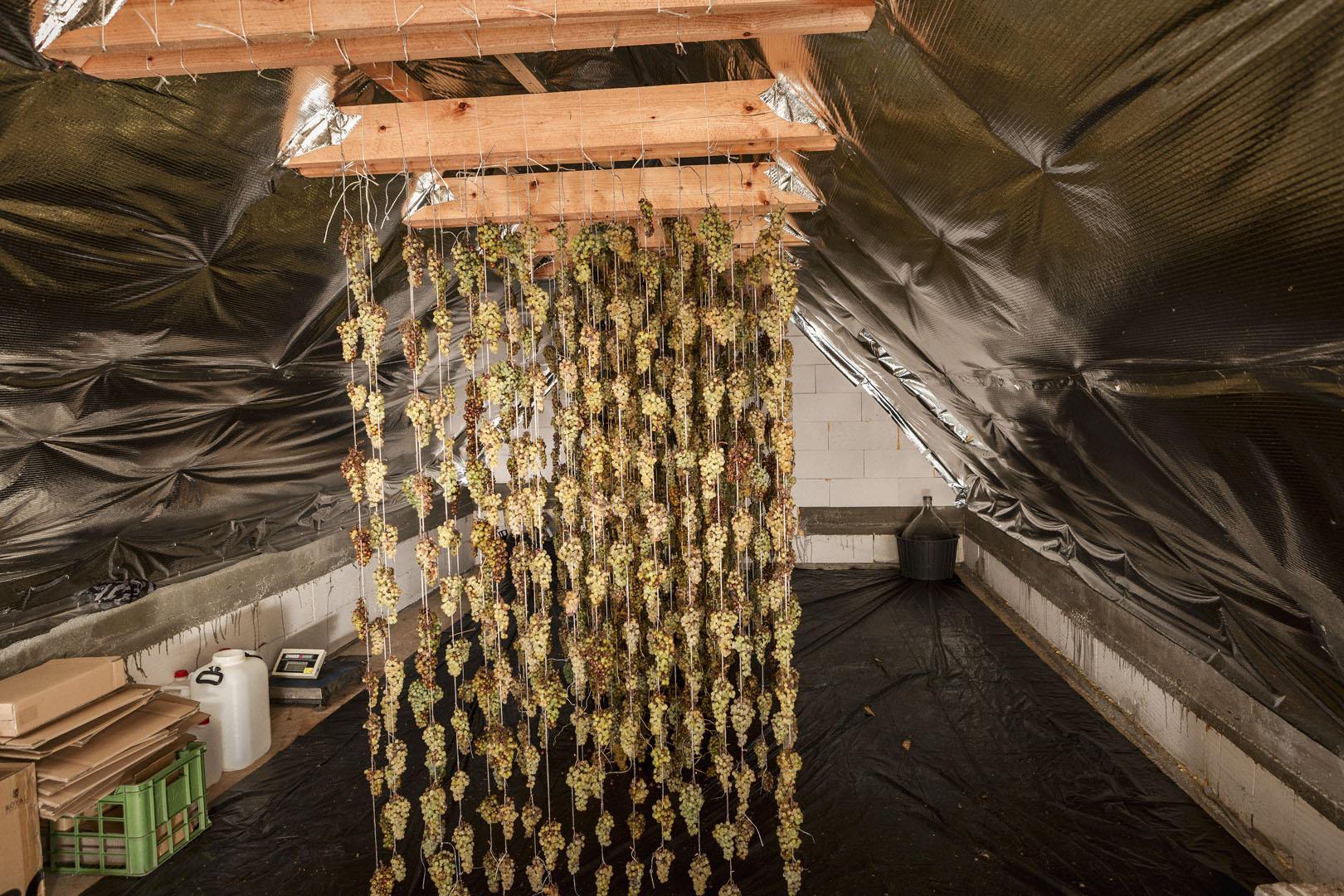  Z trámov strechy rodinného domu Juraja Klimka visia v prievane motúzy so stovkami strapcov. Popri ukladaní na slamové rohože či tŕstie je to ďalší spôsob, ako aspoň tri mesiace sušiť hrozno vhodné na výrobu slamového vína.