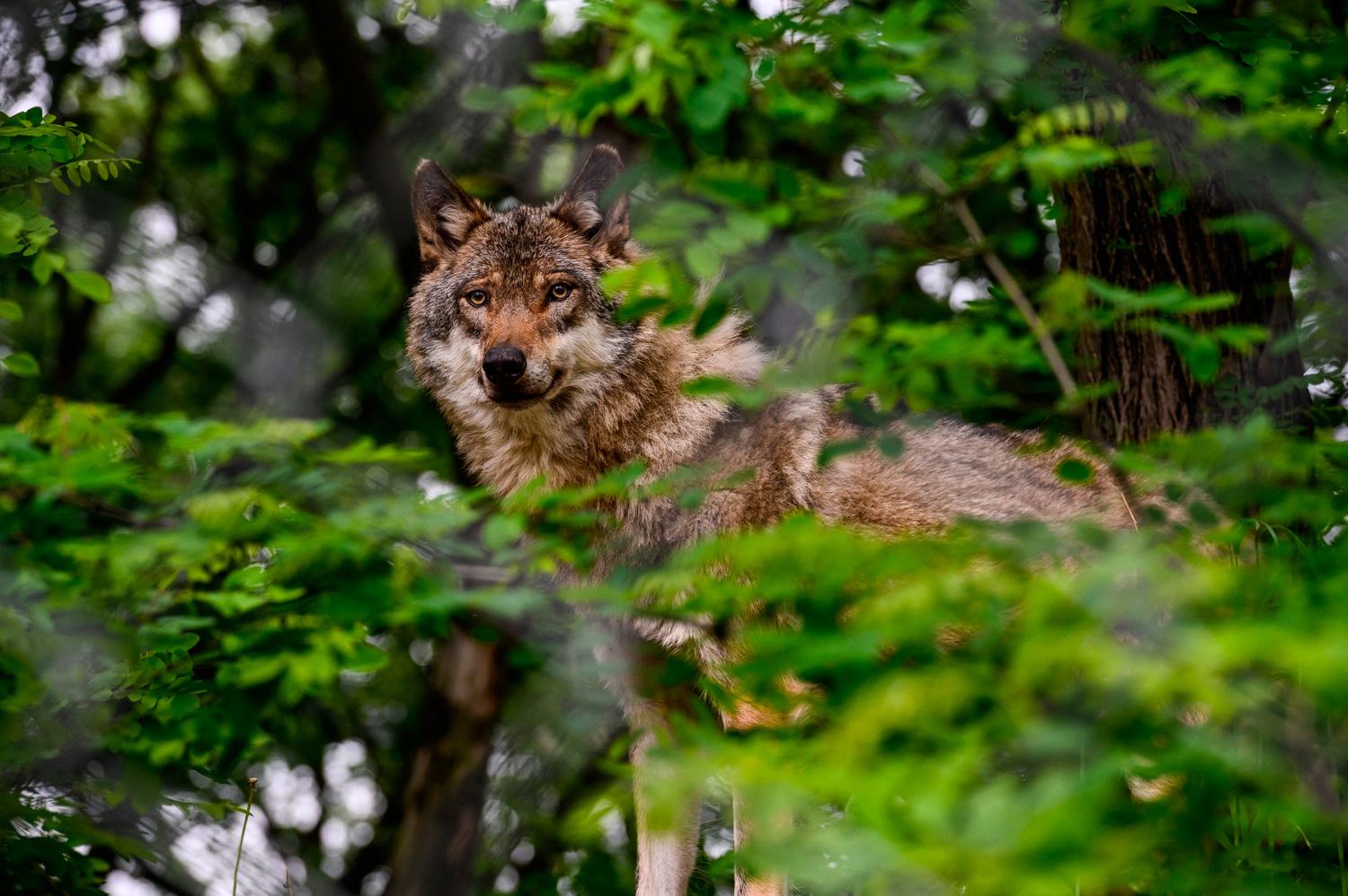 Kým ešte pred dvoma rokmi býval vlk v klietke so stropom, dnes si v bratislavskej zoo pokojne vykračuje po zalesnenom kopčeku.