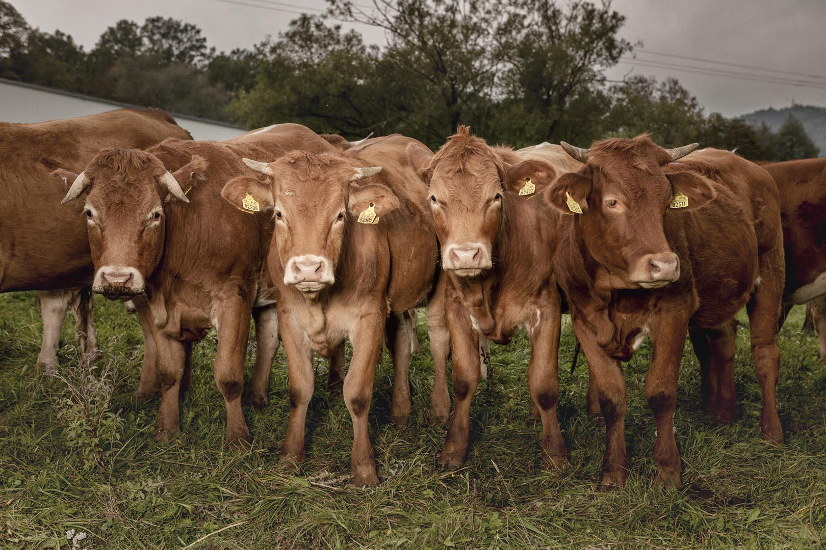 Kravy na ekofarme v obci Turová na strednom Slovensku sa väčšinu roka voľne pohybujú v prirodzenom prostredí pod holým nebom a spásajú pasienky.