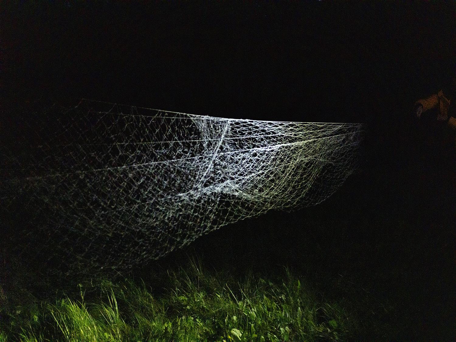 Sieť na odchytávanie sov.