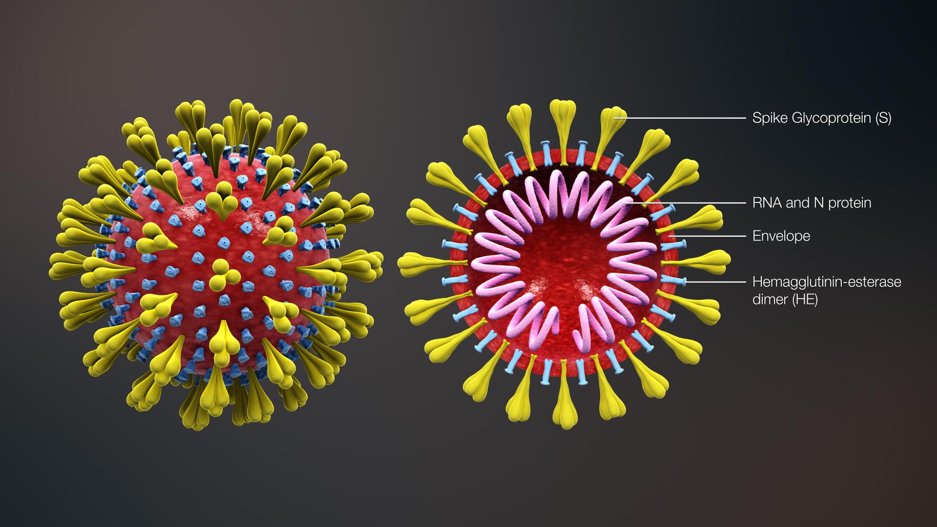 Koronavírusy sú jednoduché veci - RNA, čo je molekula nesúca genetickú informáciu, obaľuje plášť, z ktorého vyčnievajú proteínové výbežky. Pre tie pod mikroskopom pripomínajú vírusy malé kráľovské koruny. Corona je latinsky koruna. Odtiaľ názov coronavirus, resp. koronavírus.