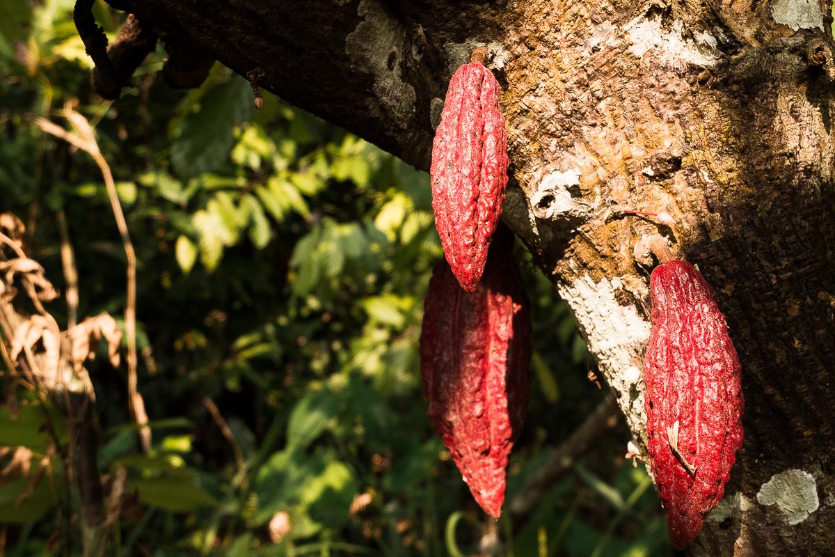 Pod tieňom vysokých tropických stromov sa skrývajú červené a zelené plody kakaovníkov.