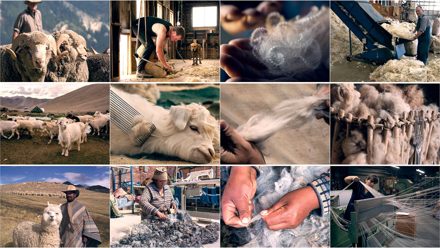 Najkvalitnejšia tkanina sa získava z vlny oviec Merino a vyčesaného rúna angorskej kozy.