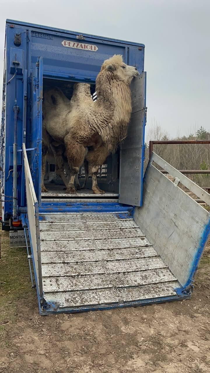 Yasnohorodka, vojna sa nevyhýba ani zvieratám