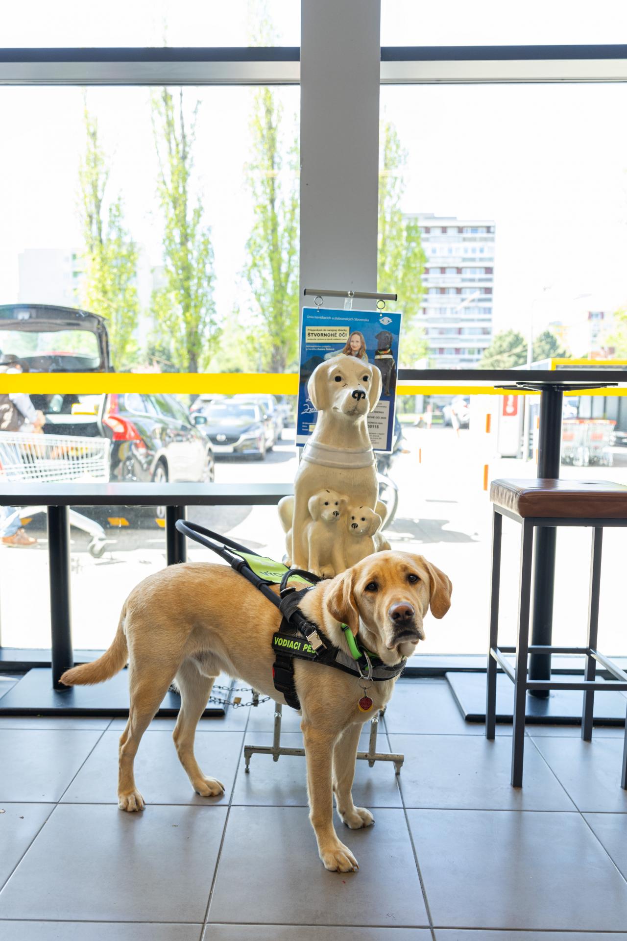 Pes Bruno v predajni BILLA, pri pokladničke verejnej zbierky Štvornohé oči