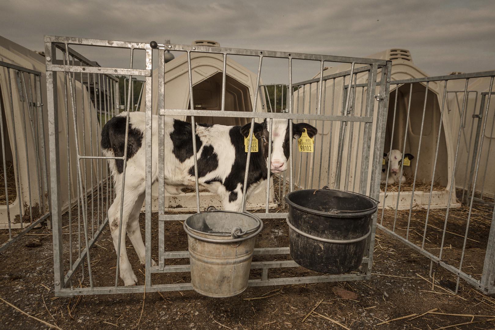 Keď sa priblížime k bielej búde a začne cvakať fotoaparát, teľa rezko vyskočí na nohy. Nešikovne narazí do ohrádky a rachotom vyruší susedy ležiace povedľa.