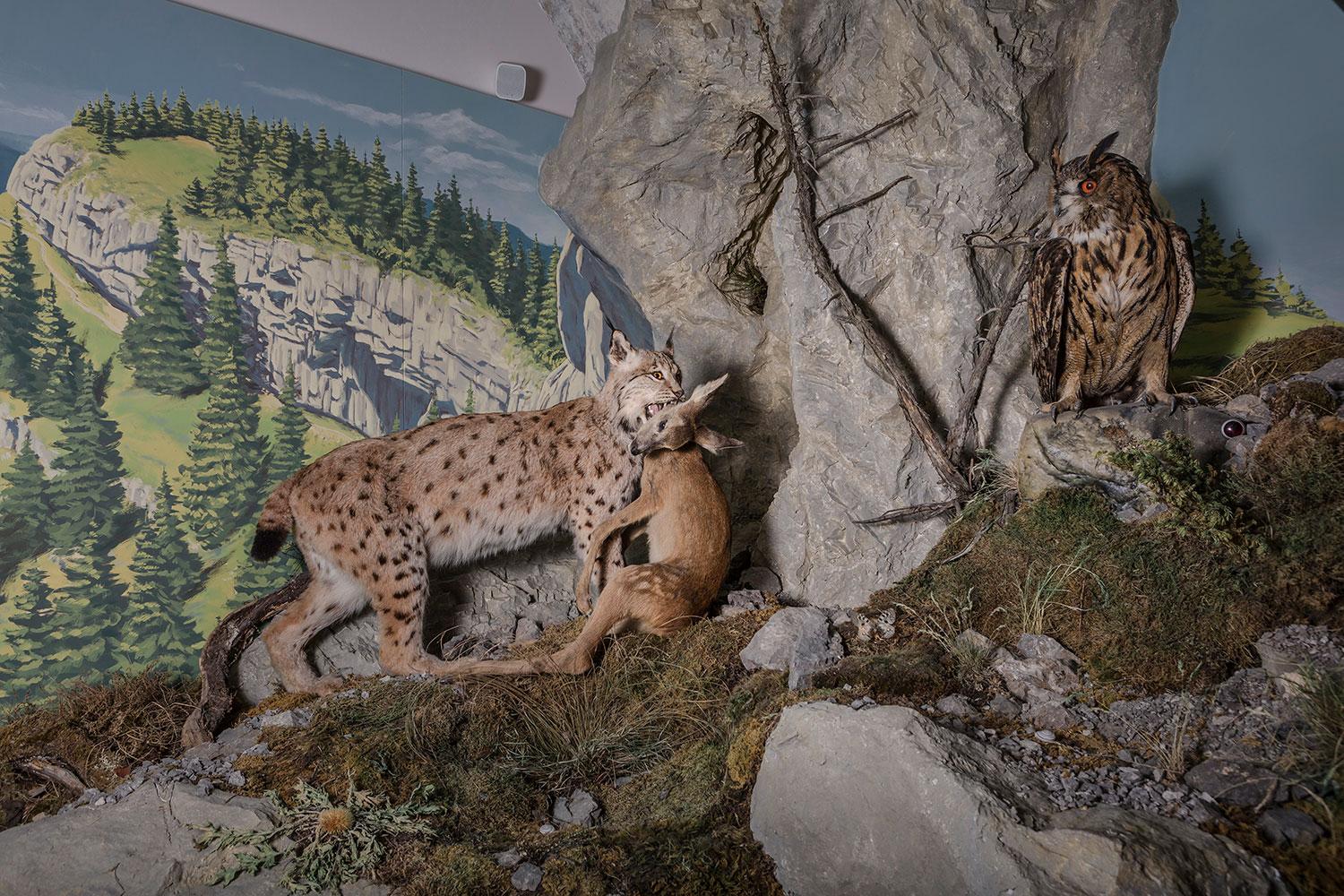 V Slovenskom múzeu ochrany prírody a jaskyniarstva v Liptovskom Mikuláši sú aj tradičné expozície s diorámami prírody a vypchatými zvieratami. Tak ako v bratislavskom Prírodovedeckom múzeu sú akoby v televíznych obrazovkách.