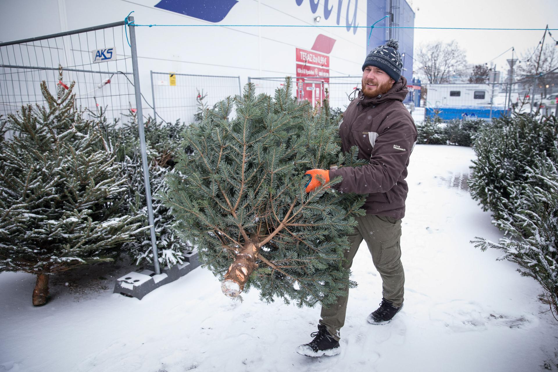 Pred hypermarketmi po celom Slovensku sa najčastejšie predávajú stromčeky z Dánska či Nemecka. Tie však prešli dlhú cestu a nie sú také čerstvé, ako stromčeky zo Slovenska.