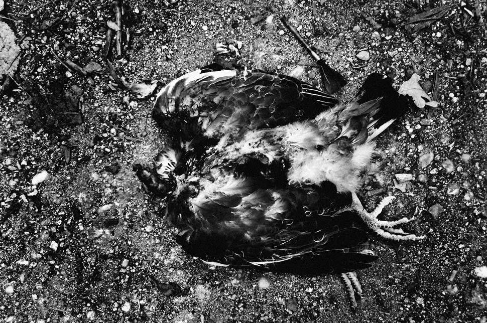 Pod lupou Petra Zajaca: Bezcitná spoločnosť