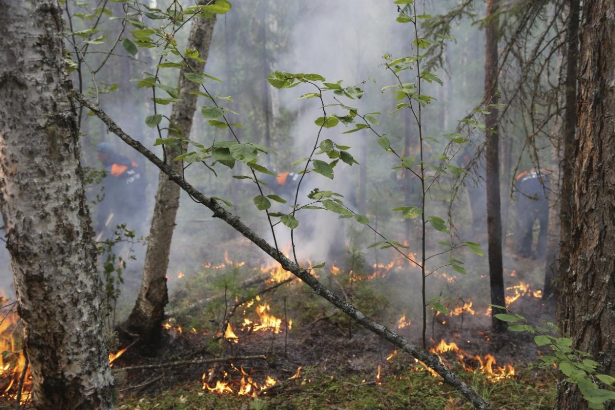 Obnova požiarmi zničených lesov na Sibíri môže trvať aj vyše 100 rokov, tvrdia vedci