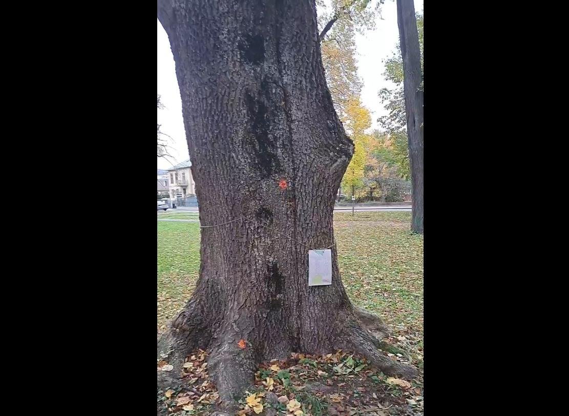 Musia v bystrickom parku padnúť pod pílami stovky stromov? Sledujte dnešný protest