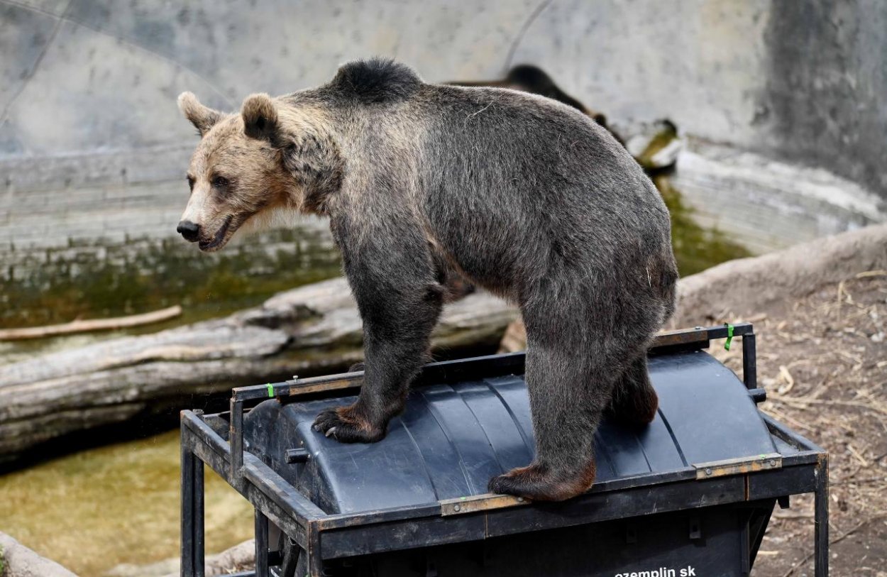 Viaceré organizácie kritizujú rozhodnutie vlády k medveďom