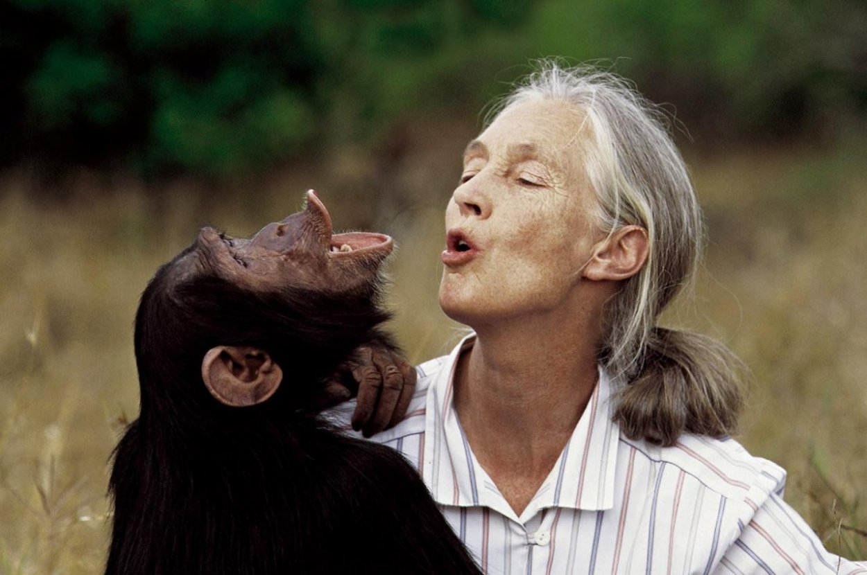Ľudskosť, empatia a pokora ako vedecké metódy – celoživotné dielo Jane Goodall