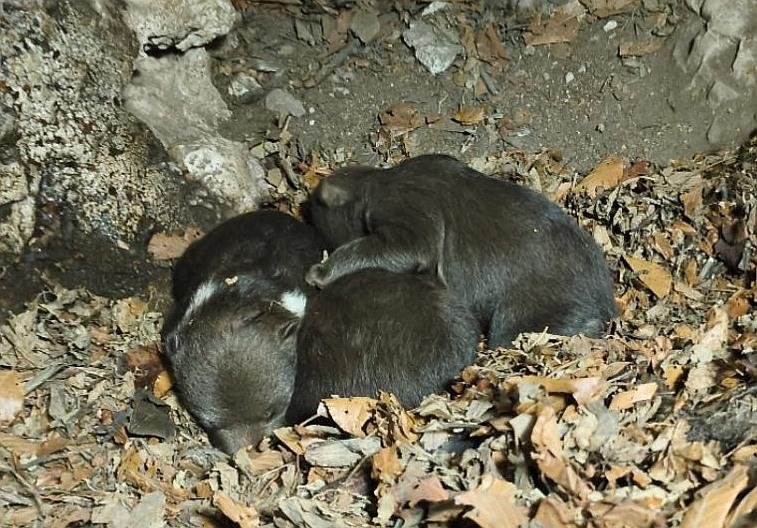 Tomáš Hulík: Na Slovensku prebieha ekocída medveďov