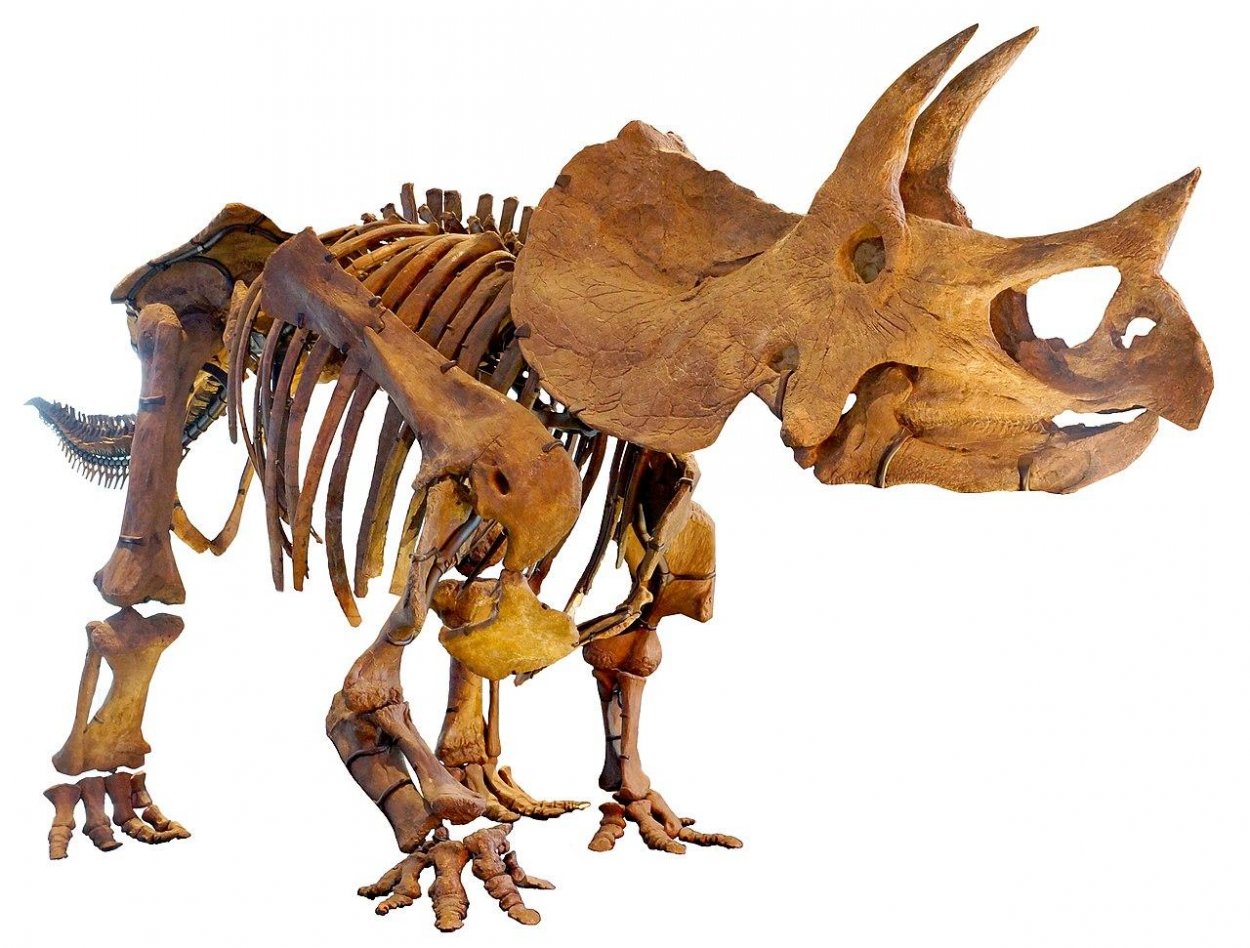 Vedci našli rekordnú stopu dinosaura a odporučili nechovať sliepky v klietkach