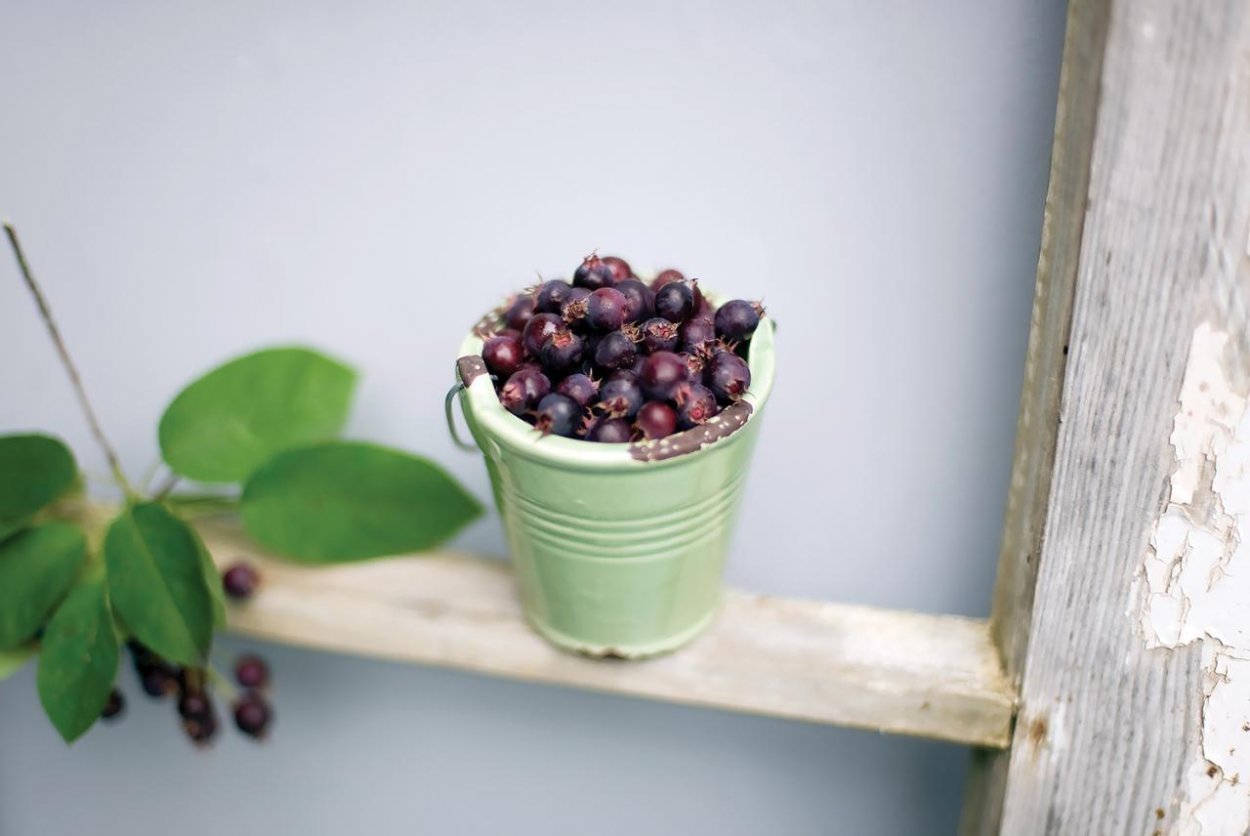 Dobré jedlo: Americká jarabina