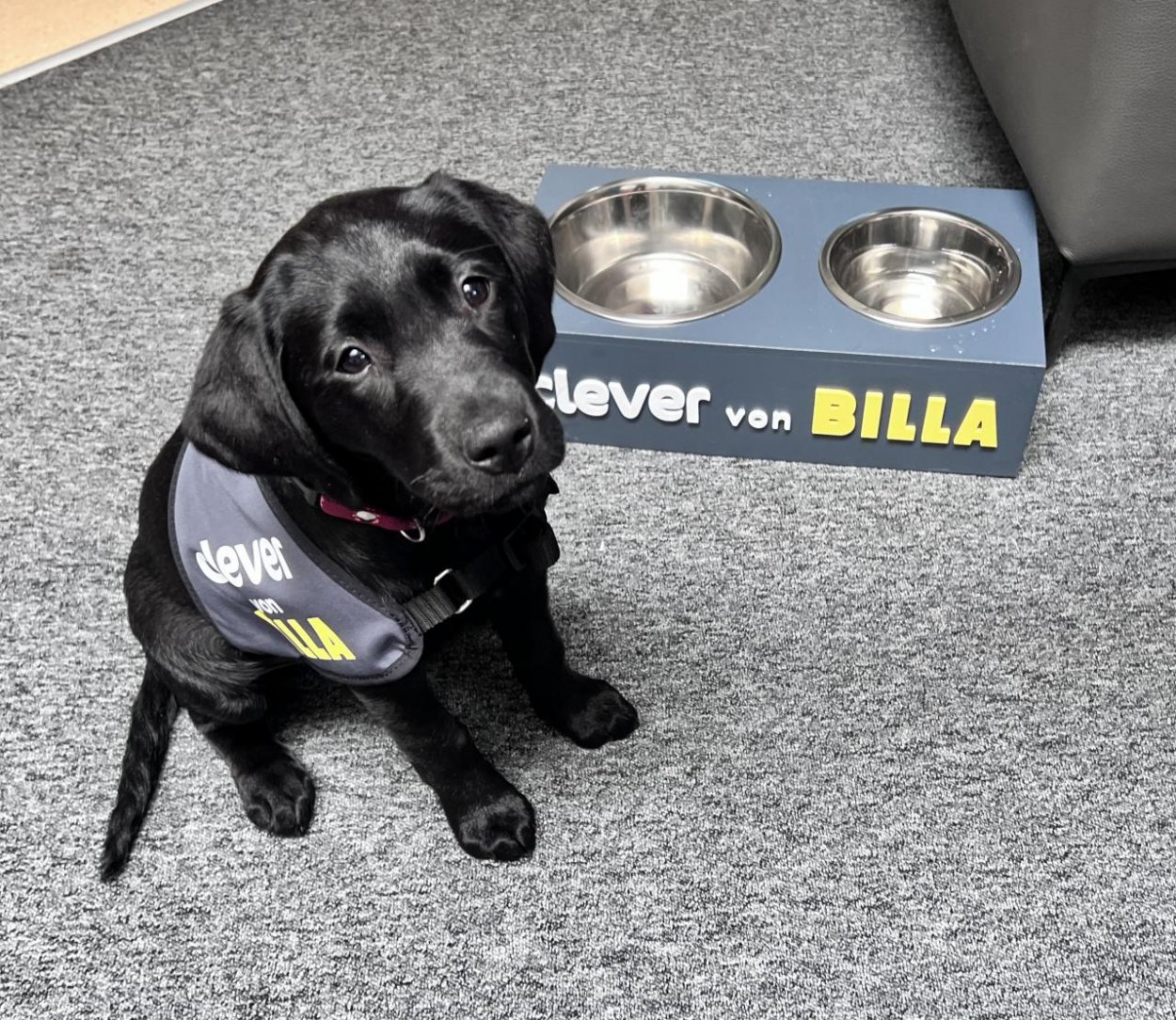 Vodiace psy dnes majú sviatok. Podporte ich aj vy a zlepšite život nevidiacim a slabozrakým