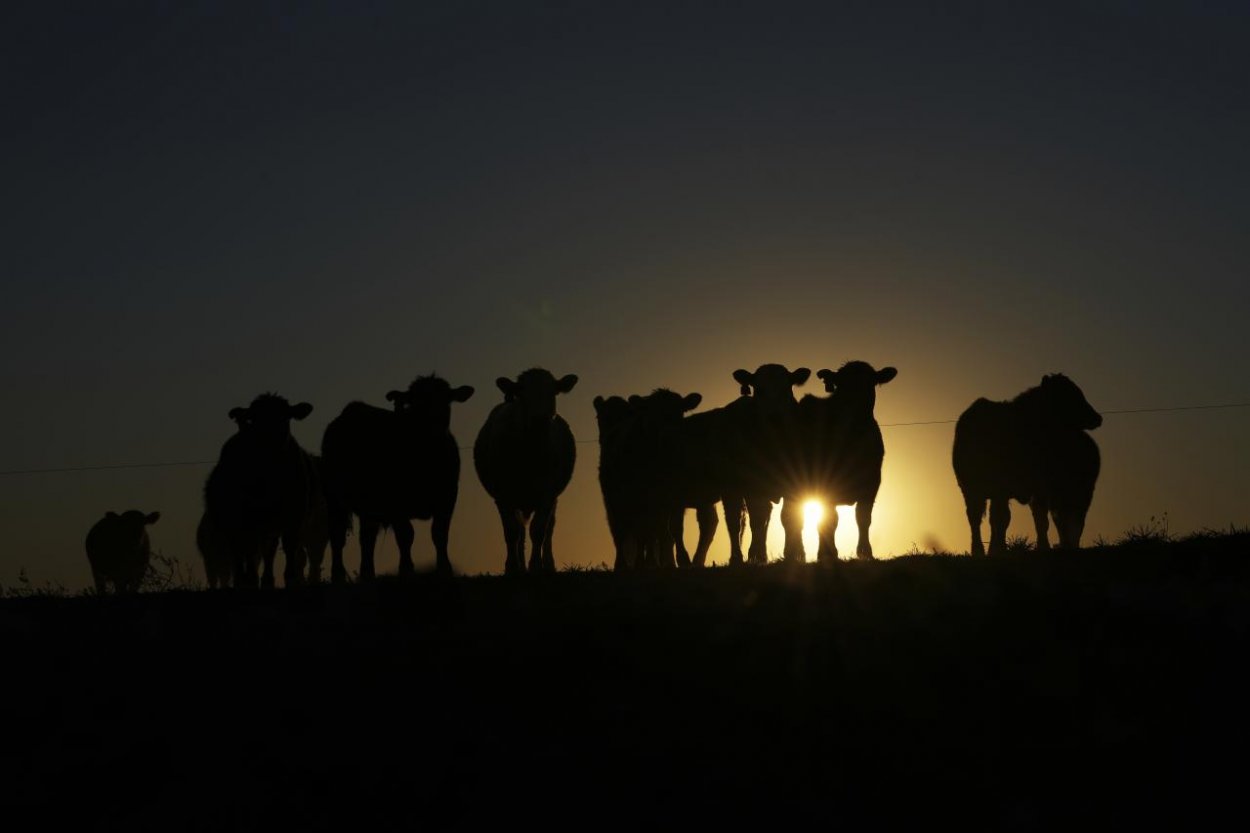 Veterinárna správa prijíma opatrenia proti zavlečeniu slintačky a krívačky na Slovensko