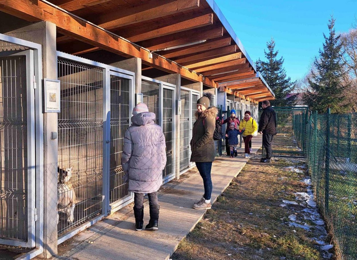 Pes pod stromčekom môže priniesť celoživotné puto. Alebo traumu. Záleží, odkiaľ ho máte