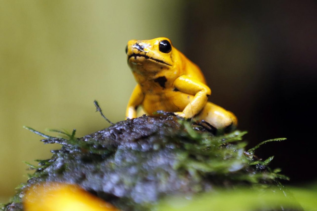 Počet divokých stavovcov na Zemi klesol o 60 %. Môže za to človek