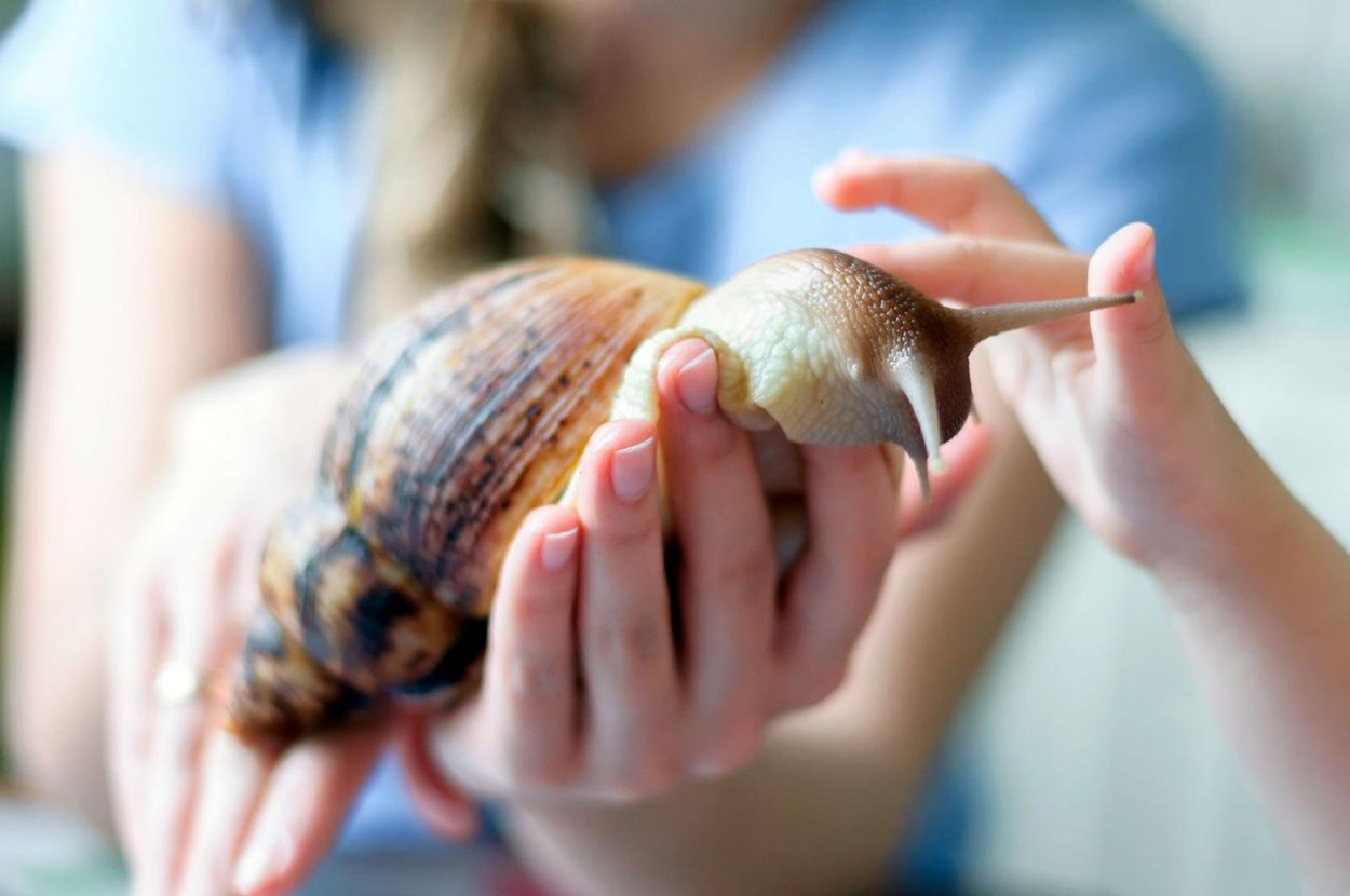 Obrí slimák: Slizký maznák a liečiteľ v jednom