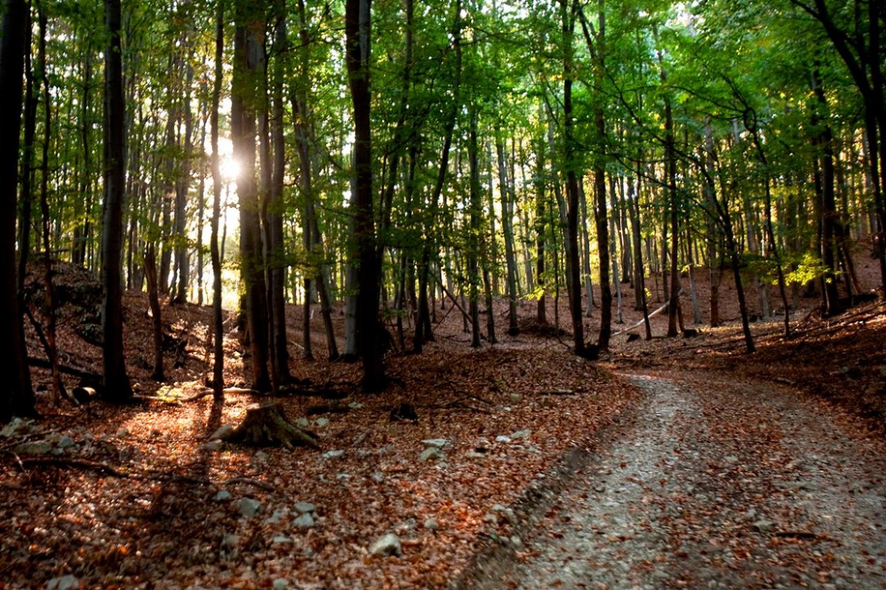 Na bicyklíku do lesíka