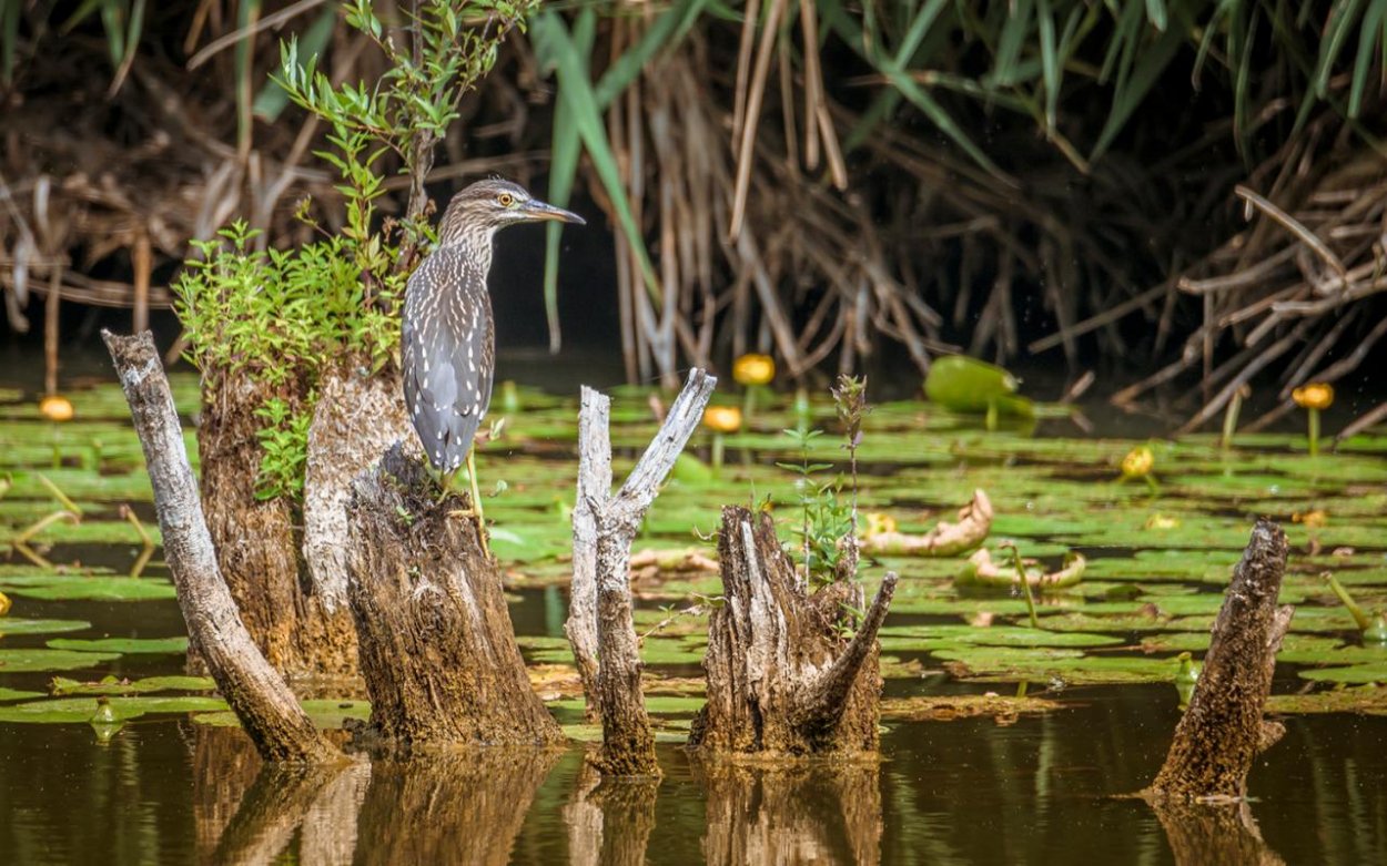 Waldemar Švábenský: Wildlife fotografia je o nekonečnej trpezlivosti