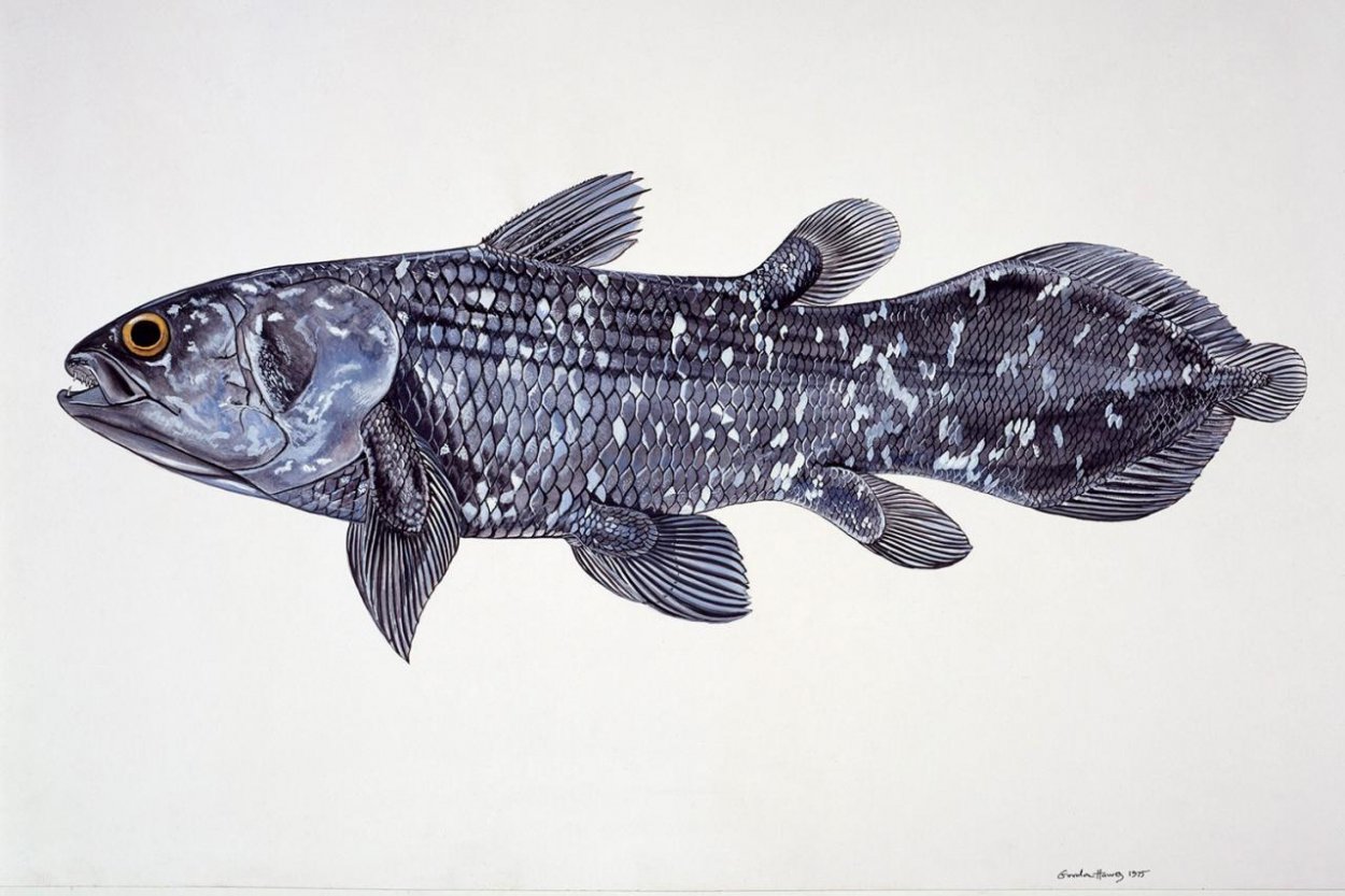 Ryba, ktorá ignorovala evolúciu