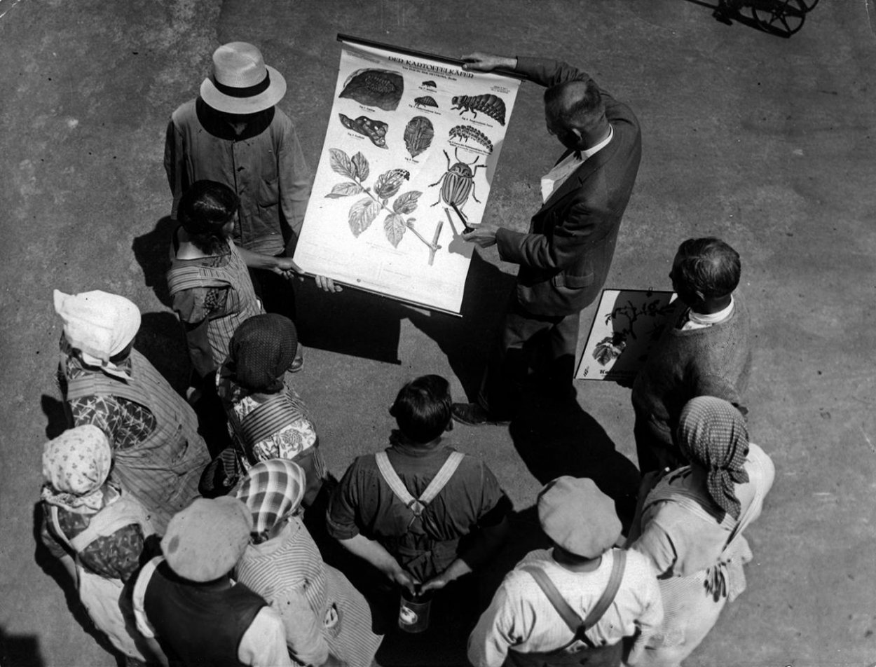 Chrobák záškodník