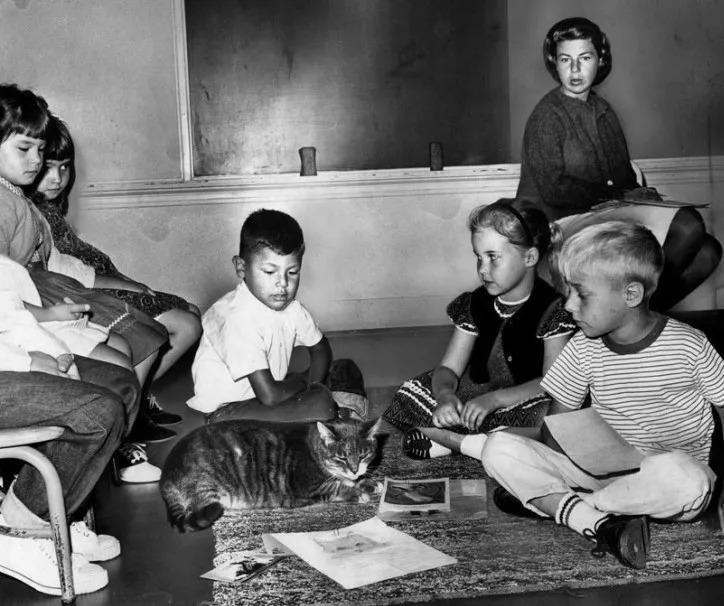 Room 8: Kocúr, ktorý si adoptoval školu
