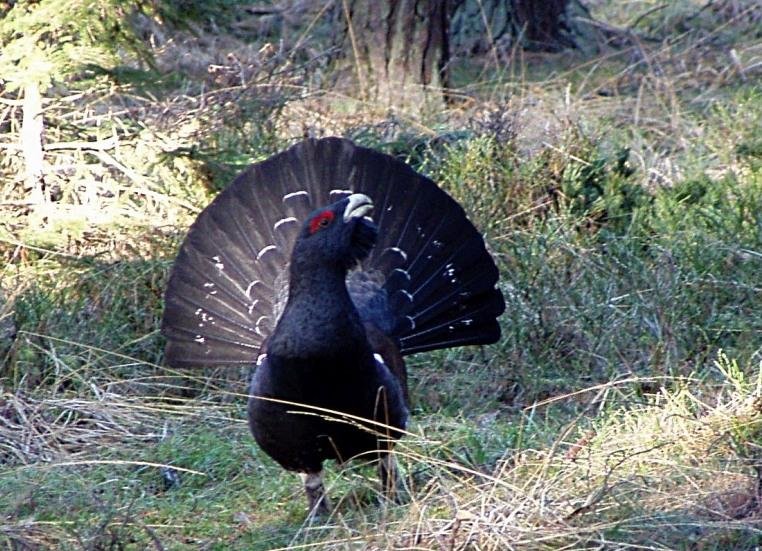 Iniciatíva My sme les upozorňuje na výrub stromov v biotope hlucháňa hôrneho