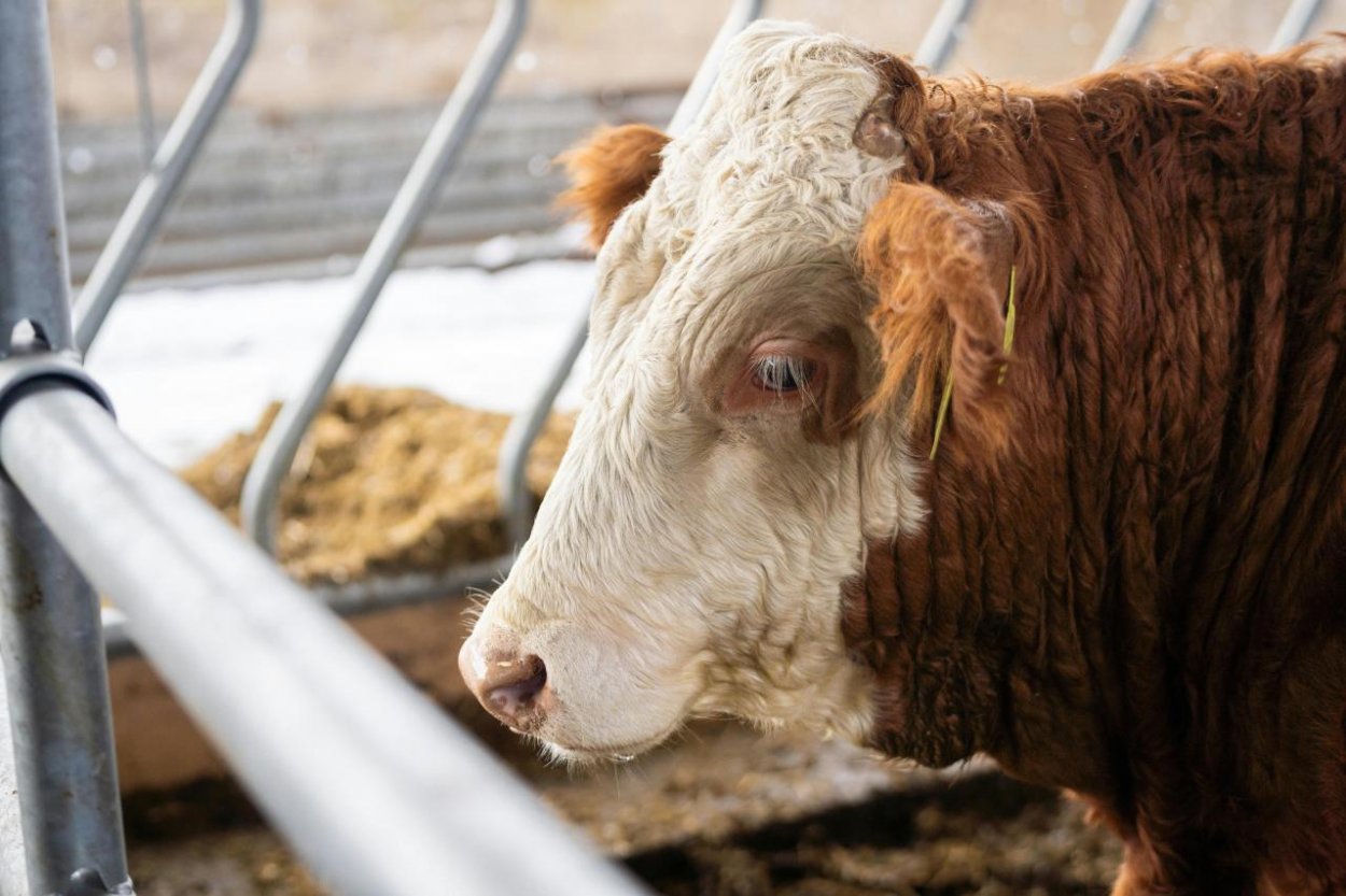 V Dolných Salibách je podozrenie na slintačku, čaká sa na výsledky testov