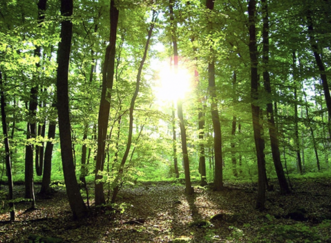 Štátne lesy opäť rozhodli v prospech „našich ľudí“