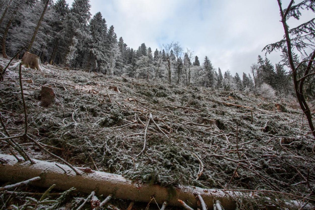 My sme les: Výrubom zničili hluchánie tokanisko, ťažbu mal povoliť NAPANT