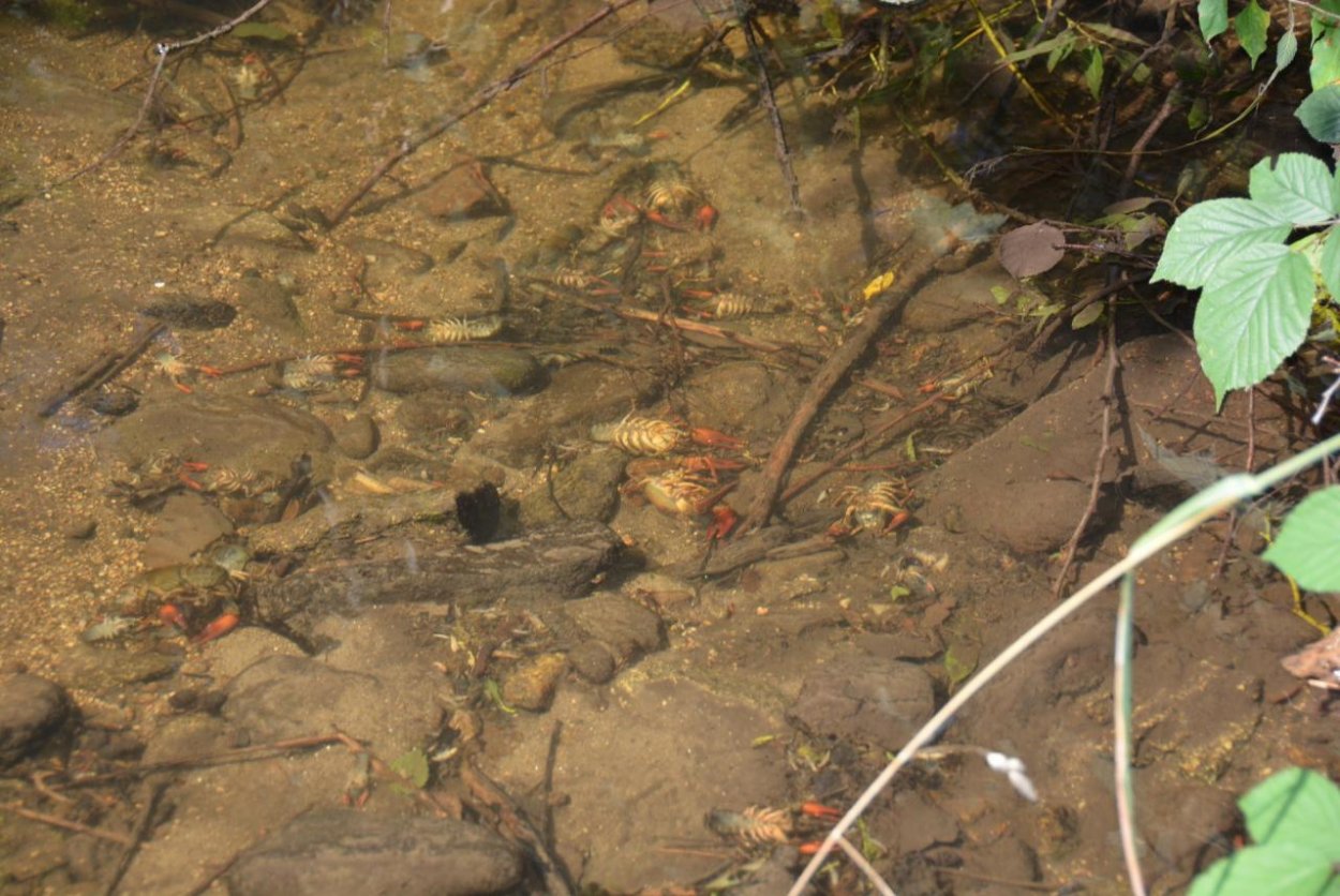 Viac ako tisíc chránených rakov riečnych uhynulo v potoku pri Hriňovej
