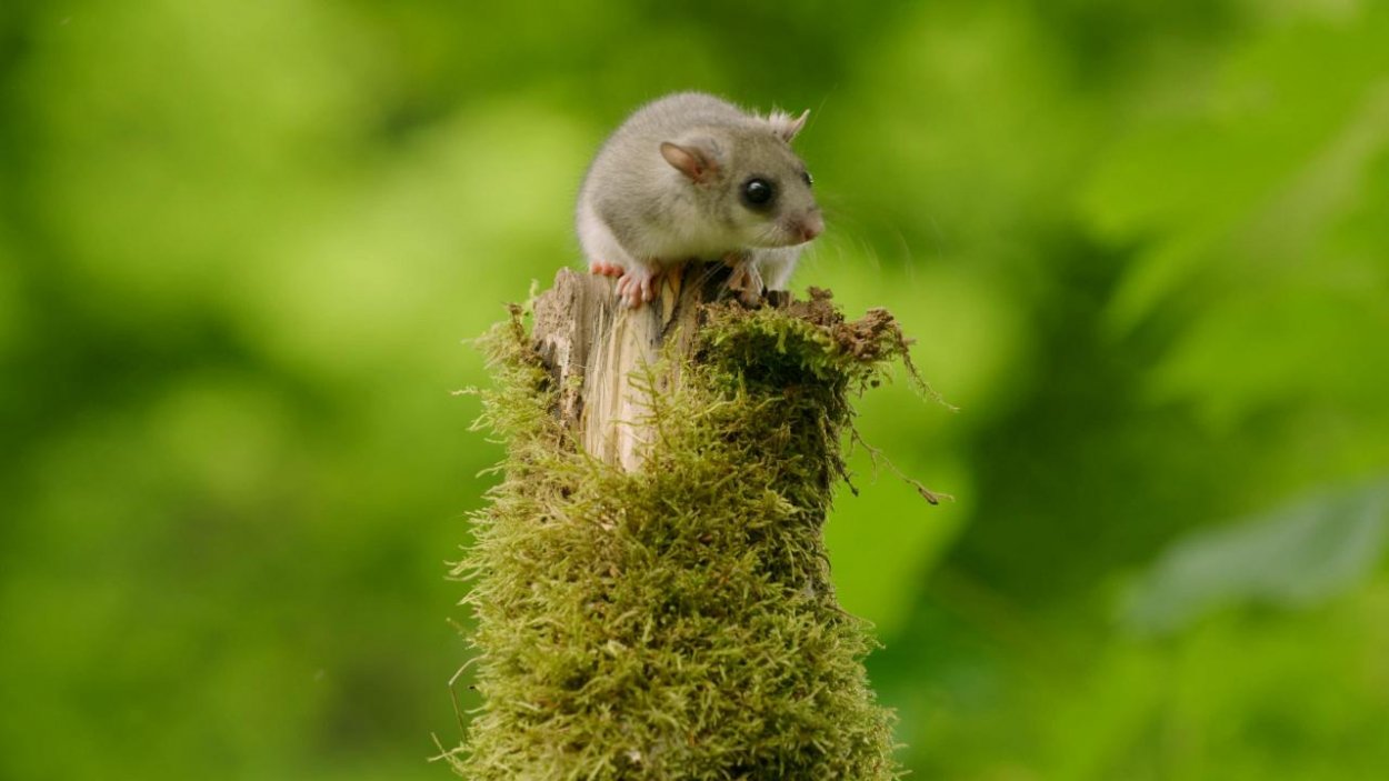 Planéta Praha, ktorou vás prevedie Richard Stanke, odkrýva fascinujúci svet mestskej prírody