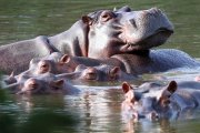 Escobarovo dedičstvo: Kolumbijská vláda rozhodla o osude hrochov z haciendy Nápoles