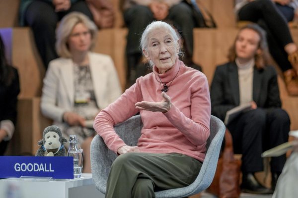 Zomrela renomovaná primatologička Jane Goodallová, mala 91 rokov