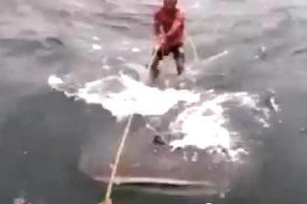 Surfovanie na žralokovi