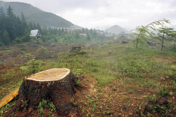 My sme les. Kto sú oni?