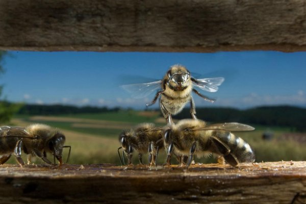 Nie je včela ako včela