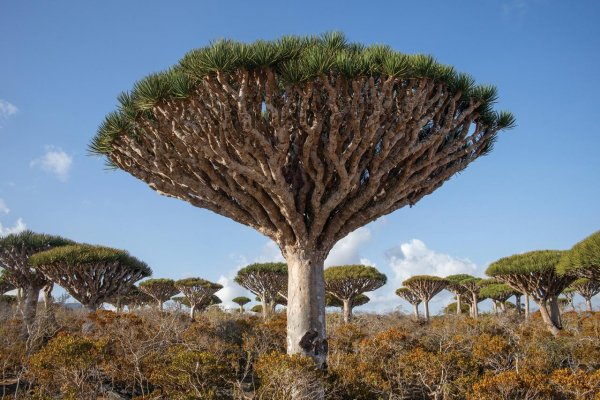 Ostrov dračích stromov