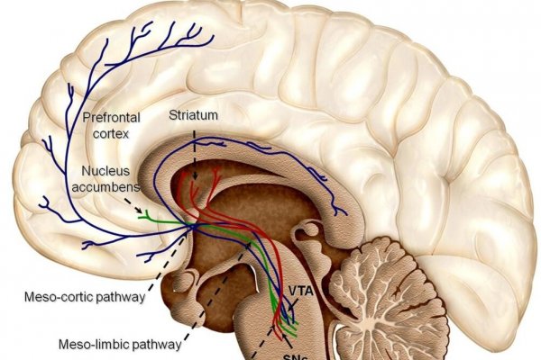 Evolučné korene slasti a strasti